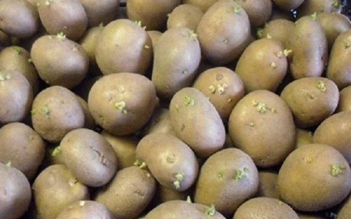 Где В Липецке Можно Купить Семенной Картофель